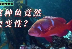 鱼变在线观看,探寻神秘生物的奇幻之旅