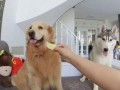 狗子与我免费吃瓜,共享免费瓜果的欢乐时光