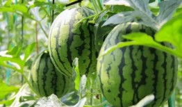 清河免费吃瓜必冲点