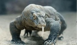 印度巨蜥爆料视频大全集,真实生存挑战全记录