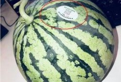 安阳网红吃瓜,揭秘网络红人的幕后故事