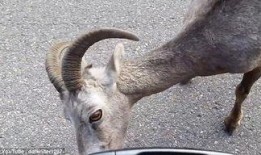 山羊视频在线观看