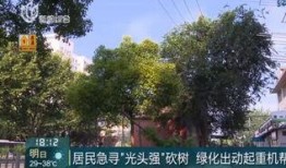 绵阳最新凯厦砍树爆料新闻,真相与争议交织的环保风波