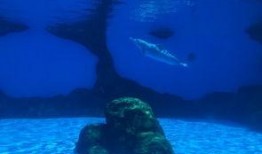 小晨海洋最新爆料,娱乐圈最新爆料大起底