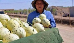 藏族网红吃瓜是谁发明的,揭秘这一独特美食的发明者之谜