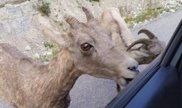 山羊视频在线观看