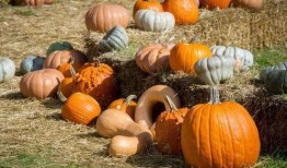 藏族网红吃瓜是谁发明的,揭秘这一独特美食的发明者之谜