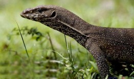 印度巨蜥爆料视频大全集,真实生存挑战全记录